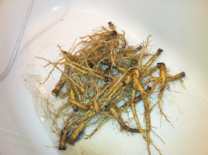 Štětka Soukenická - umývání kořenů 2